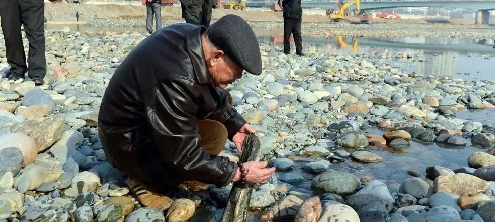 黄河兰州段"露底" 市民河心滩捡石头