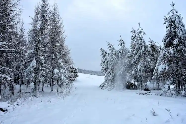 那些冬夏常青的松柏树上,挂满蓬松松沉甸甸的雪球儿,一阵风吹来,像雾