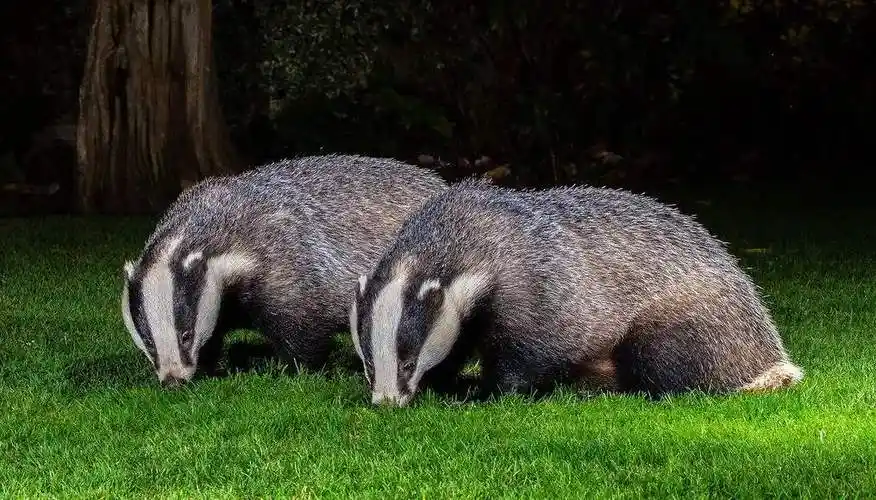 隐居长白山地下的动物隐居太白山的动物