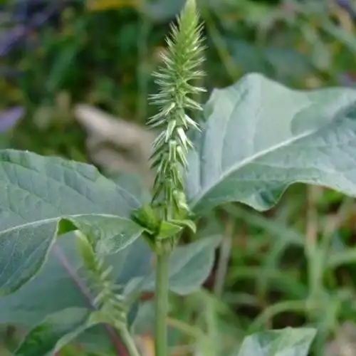 土牛膝的功效与作用
