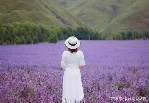 不是薰衣草,应该是鼠尾草或马鞭草,不过管他咯,好看是王道,沉醉在那无