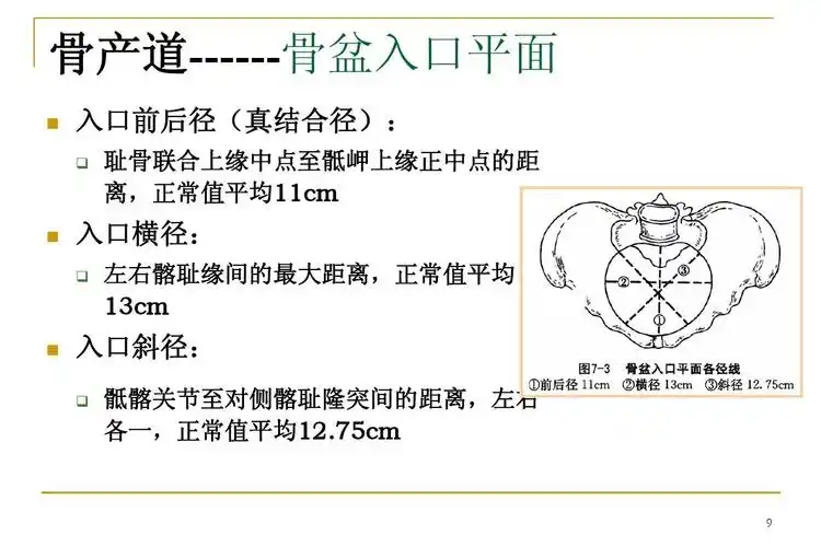 免费文档 所有分类 高等教育 医学 正常分娩ppt 课件 骨产道