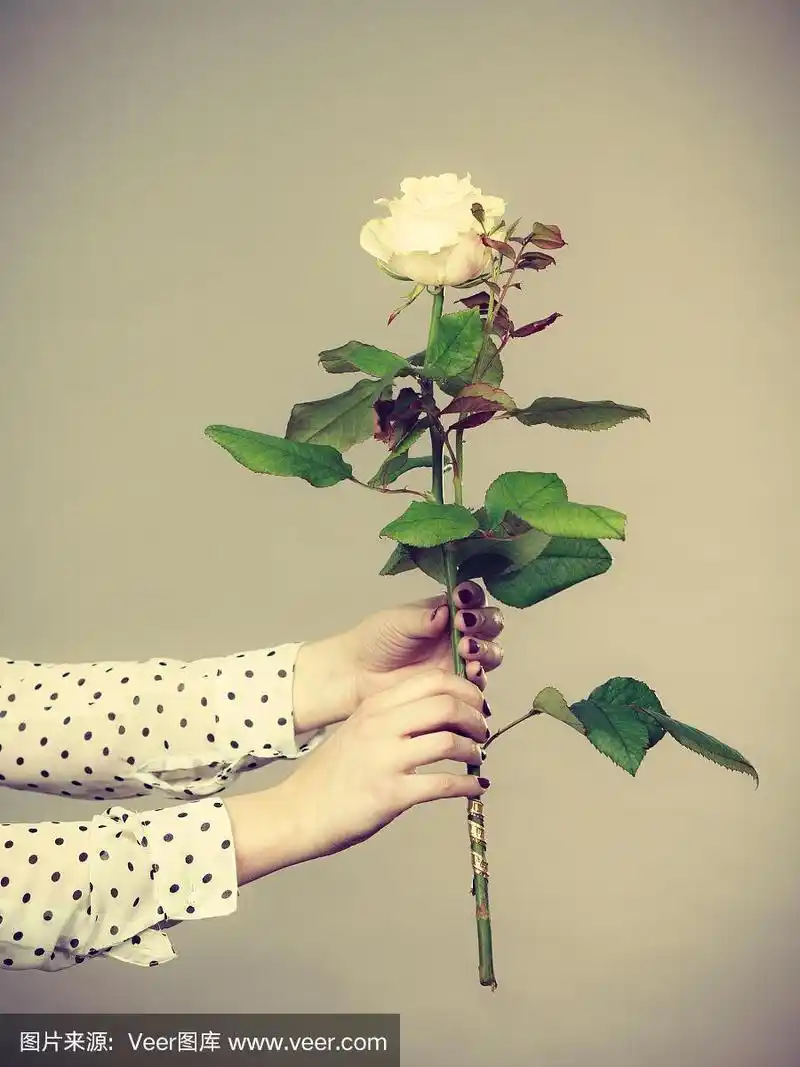 女人手里拿着白玫瑰花