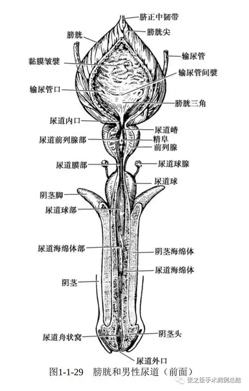 学习《吴阶平泌尿外科学》