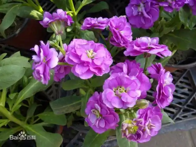 紫罗兰的传说,相传紫罗兰是主管爱与美的女神维纳斯的眼泪幻化的