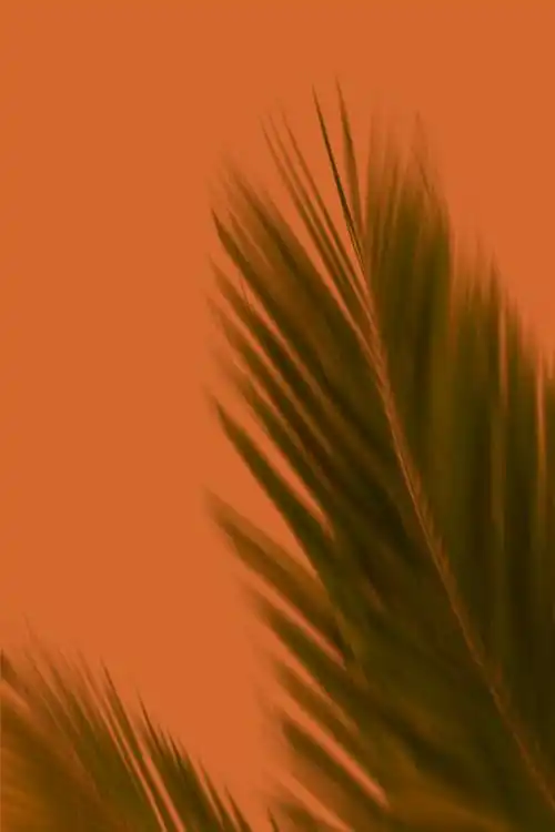 棕色小清新唯美日落针叶植物图片