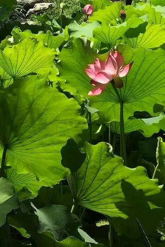 北宁公园春夏景色(2017年4月2日-7月7日)