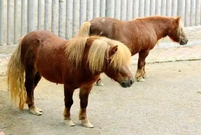 马儿们的脾气可不小!一不小心你的屁股可受不了~ | 成都动物园