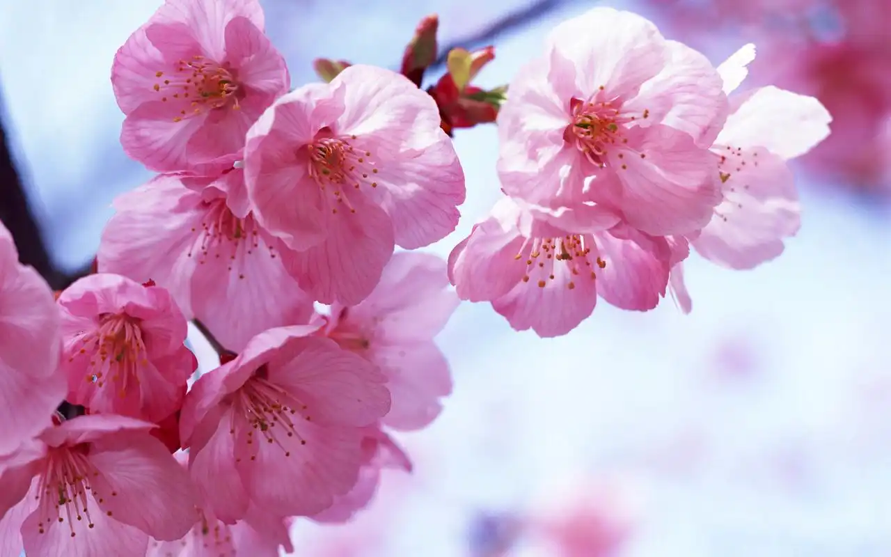 粉色系桃花唯美清新桌面壁纸下载3