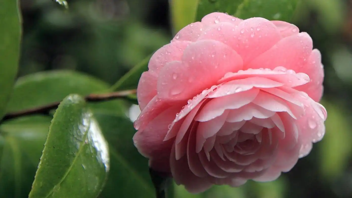 小清新唯美意境高清桌面壁纸第八辑