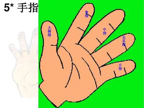 六年级语文下册5手指课件ppt