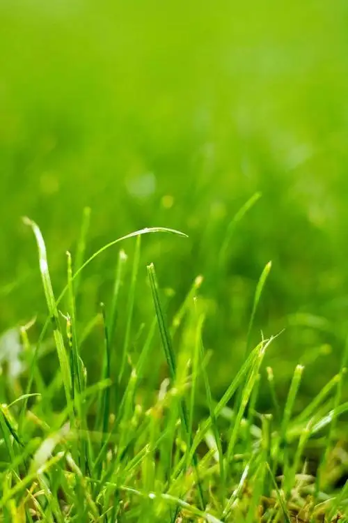 「超清手机壁纸」护眼之满屏新绿,守护明亮双眸