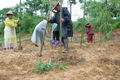 卫闽镇雷竹种植拓宽致富路发展绿色银行