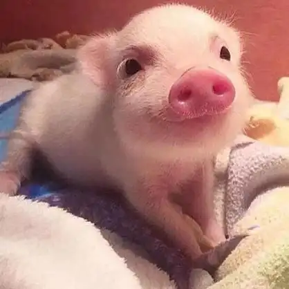 猪猪情侣头像一对两张高清可爱的小猪情头一左一右图片