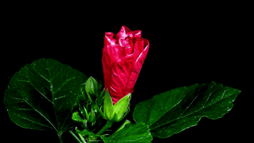 560_315gif 动态图 动图