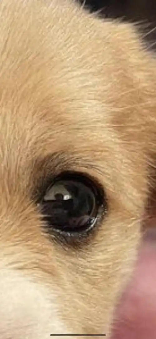 来看!我来提供一个更清晰的狗眼