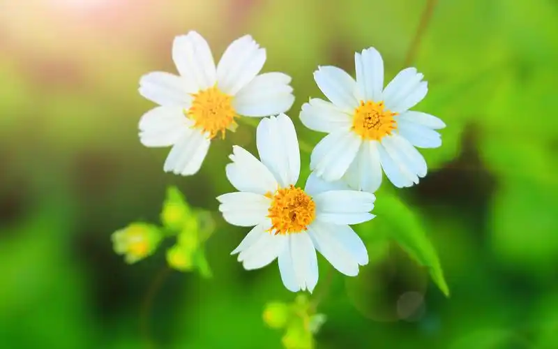 清新养眼植物花卉高清图片桌面壁纸-植物壁纸-手机壁纸下载-美桌网
