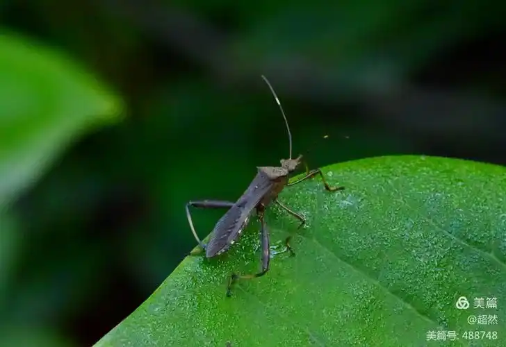 细长,色彩喑淡的蝽,头部较宽,几乎与前胸背板等宽.