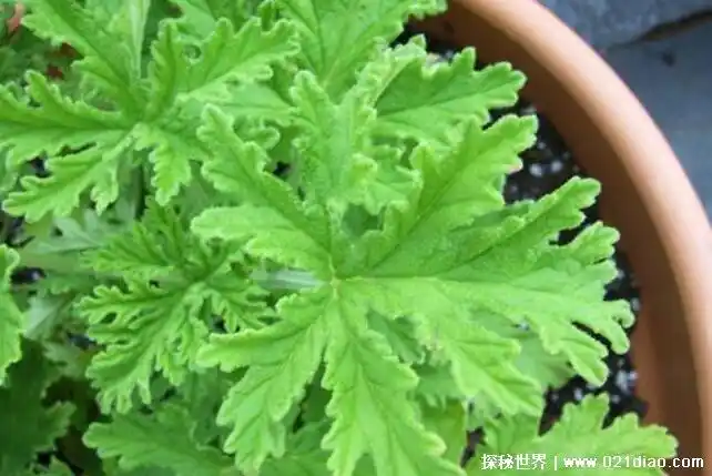 的蚊子离我们远一点,很多喜欢种花的朋友就会在家里种上一盆驱蚊草