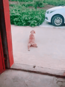 金毛趴在门口装瘸子,被发现后立马变正常,汪:主人,我学的像不