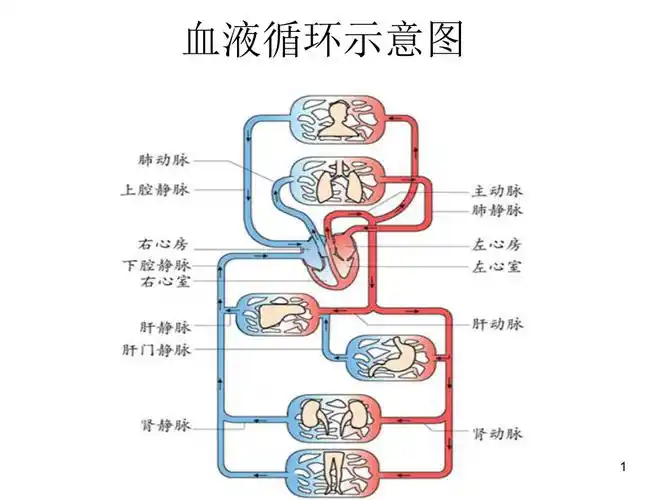 血液循环示意图ppt课件