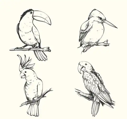 4款手绘鸟类设计矢量素材