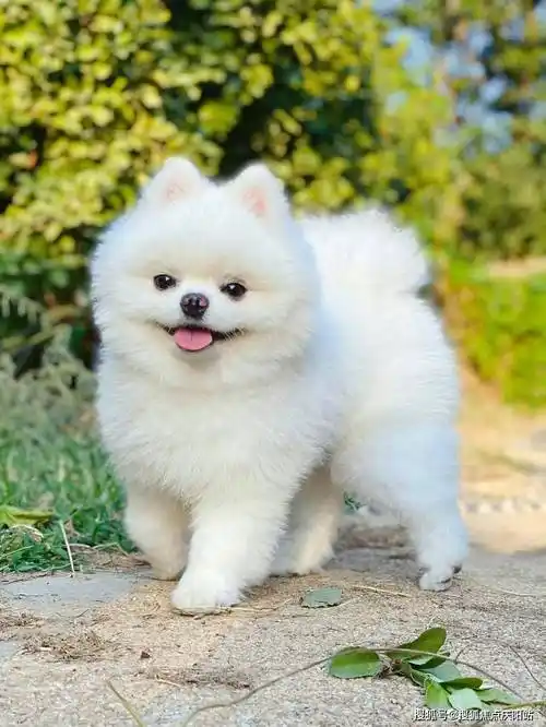 贵阳买博美犬首页网站(贵阳观山湖区)博美狗多少钱一只