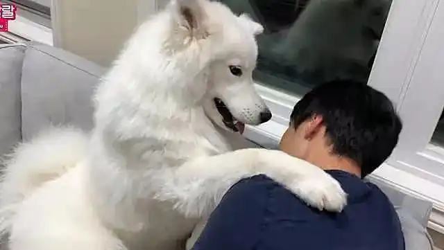 老公和狗待在卧室许久,女子推开门一看,醋坛子却被打翻了