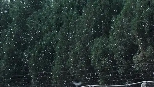 郑州柳絮漫天飞扬落在地上犹如积雪