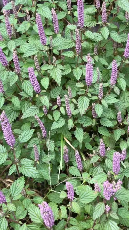 野香薷,果实成熟后采收,药食同源,可作香料