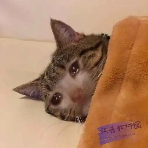 猫咪不带字表情包,每张图片都包含一只委屈流泪的猫咪,看上去楚楚可怜