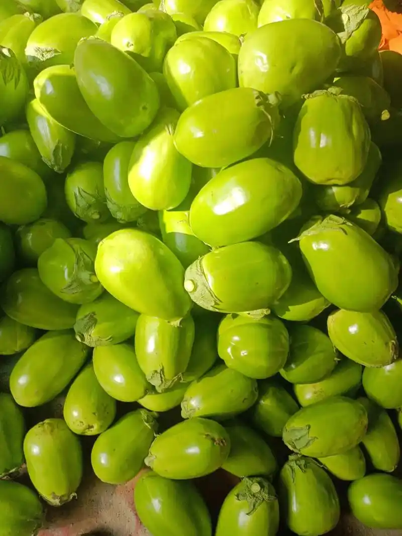 来吧  展示  大棚青茄子采摘中…… - 抖音