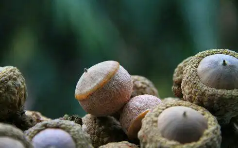 周末上山采摘神奇的壮阳果(图)