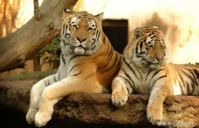 两只老虎为什么是个恐怖的童谣(两只老虎真的是童谣吗)