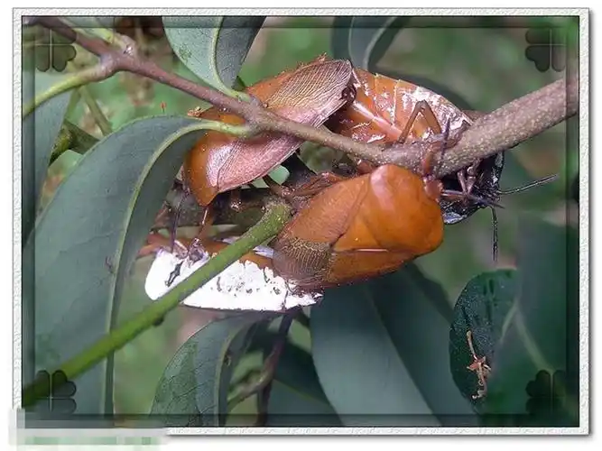 这是荔枝蝽.