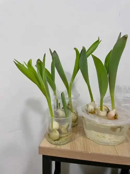 我种的郁金香野蛮生长