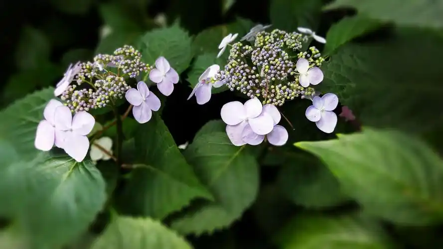 绣球花(手机版)