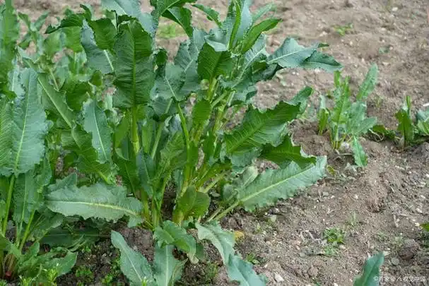 揭开板蓝根的栽培艺术:利用传统医学的力量