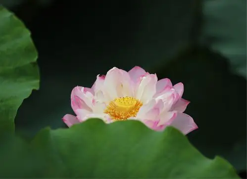 妙乐长老的莲花诗～微妙香洁莲九品,花开见佛悟无生