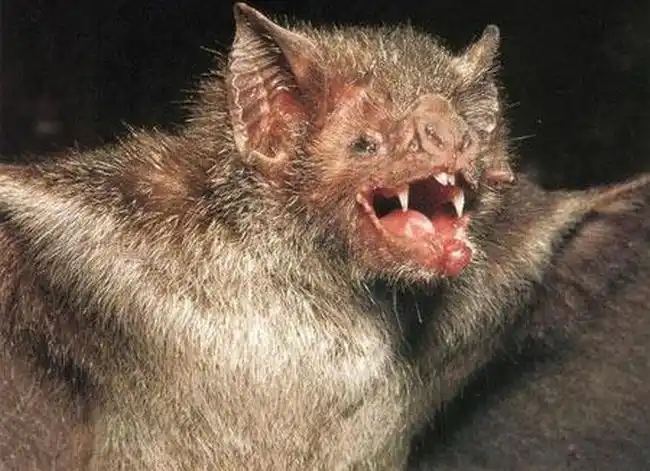 十大最恶心的生物 第一名不仅恶心而且还吸血 - 动物之最 - 一点排行