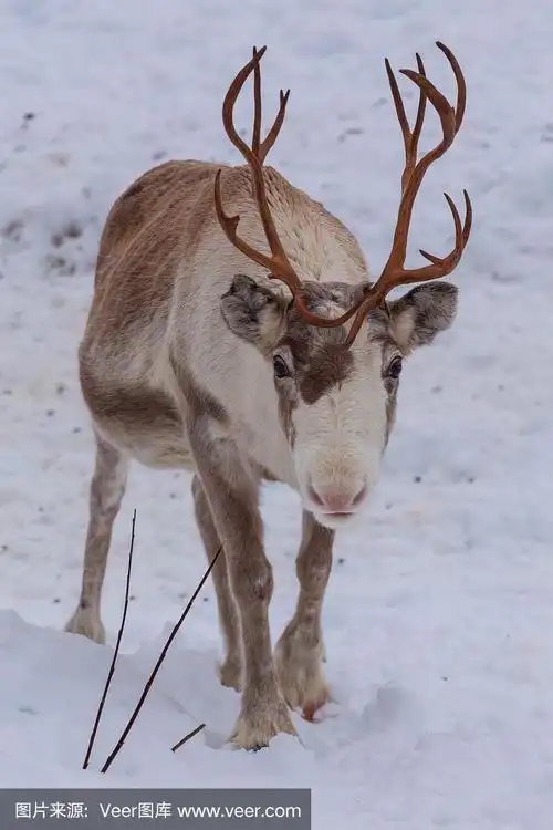 可爱的小驯鹿向前看