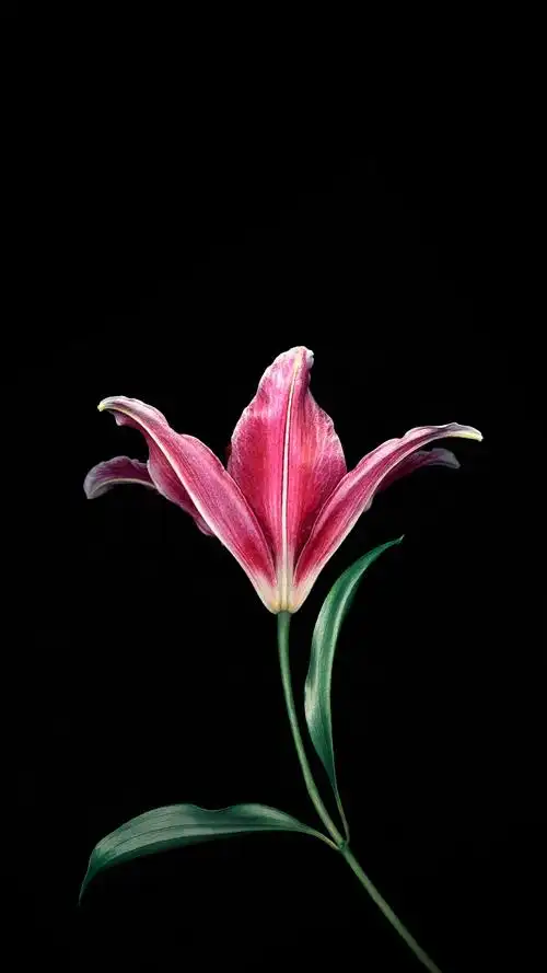 小米max锁屏壁纸