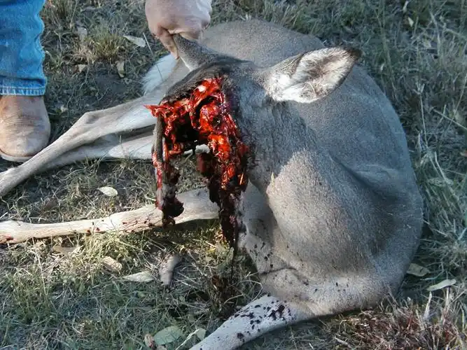 被一枪爆头的人真正的死状是什么样的? - 知乎