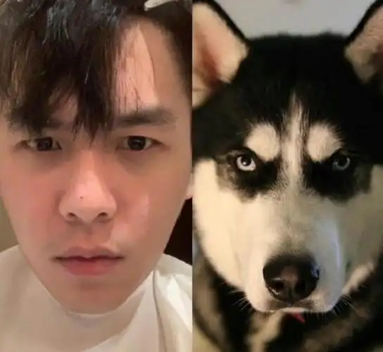 张若昀为什么叫哈士奇 张若昀是富二代星二代出身吗|娱乐圈|女演员