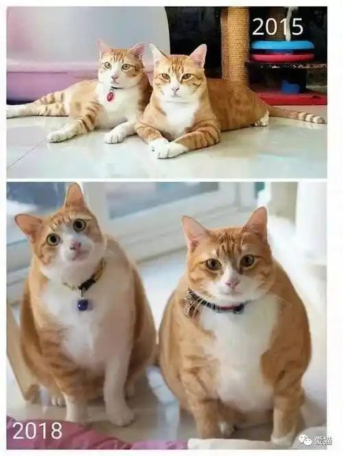 猫咪小时候vs长大后.果然橘猫比较突出!