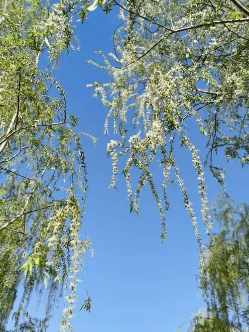 柳絮飞落时,一年春又归.