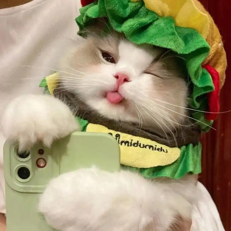 可爱猫咪头像 可可爱爱猫咪头像来一波