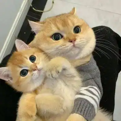 情侣头像超可爱情头 超明显超可爱cp_情侣头像_头像屋