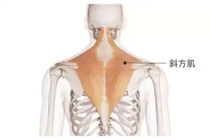 后背斜方肌位置图