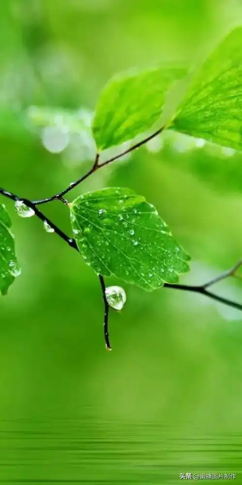 绿色护眼风景壁纸,电脑壁纸绿色护眼风景,绿色护眼风景全屏壁纸图片